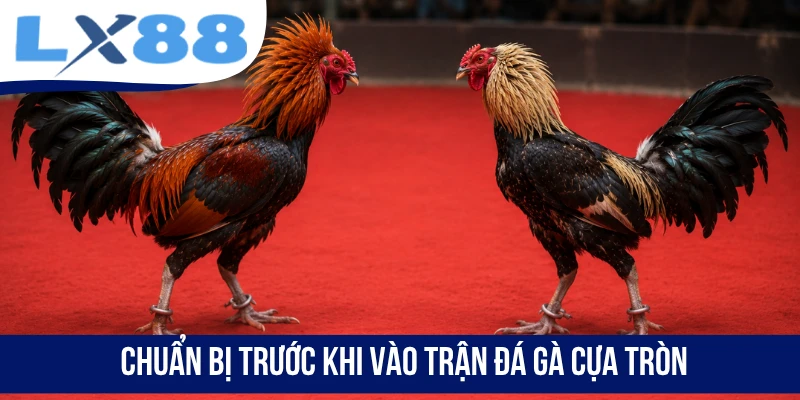 Chuẩn bị trước khi vào trận đá gà cựa tròn