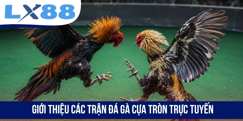 Giới thiệu các trận đá gà cựa tròn trực tuyến